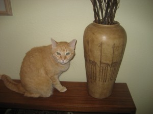 museum gel, vase, and cat